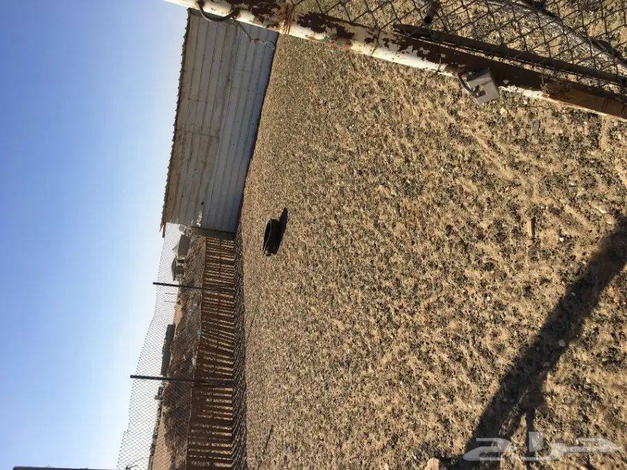 غنم مطافيل ومعزا مطافيل - فرصة لا تُفوّت! (image 60)