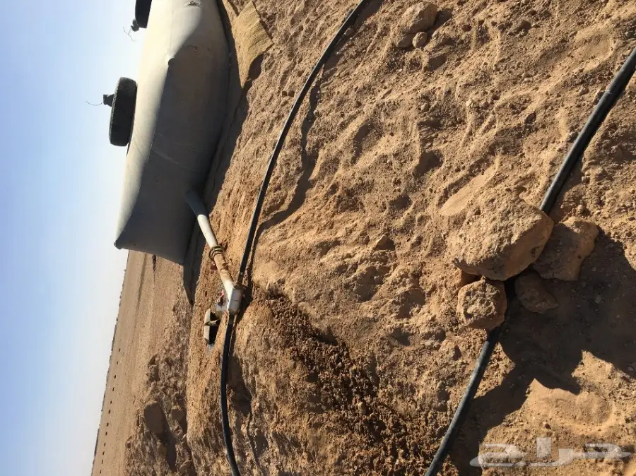 غنم مطافيل ومعزا مطافيل - فرصة لا تُفوّت! (image 61)