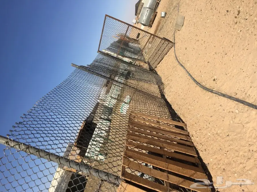 غنم مطافيل ومعزا مطافيل - فرصة لا تُفوّت! (image 66)