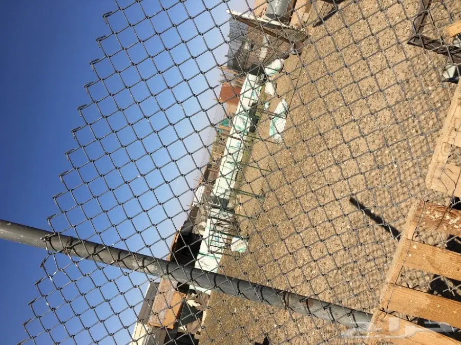 غنم مطافيل ومعزا مطافيل - فرصة لا تُفوّت! (image 67)