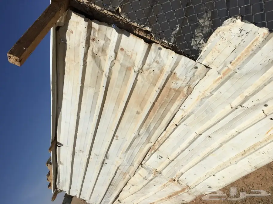 غنم مطافيل ومعزا مطافيل - فرصة لا تُفوّت! (image 69)