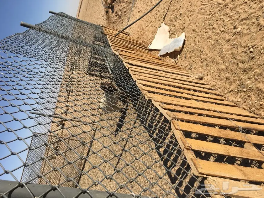 غنم مطافيل ومعزا مطافيل - فرصة لا تُفوّت! (image 76)