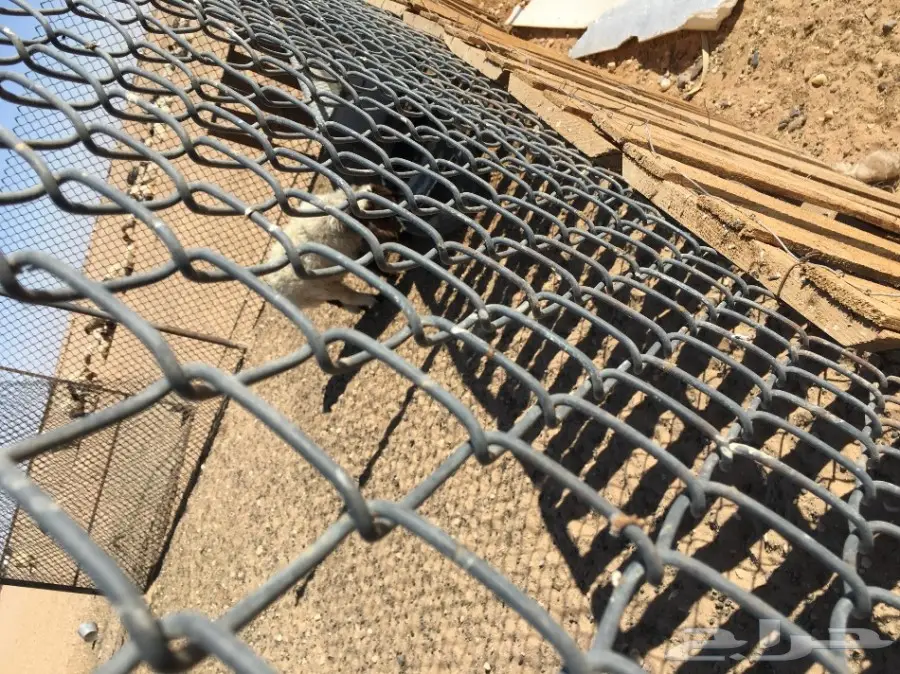 غنم مطافيل ومعزا مطافيل - فرصة لا تُفوّت! (image 77)