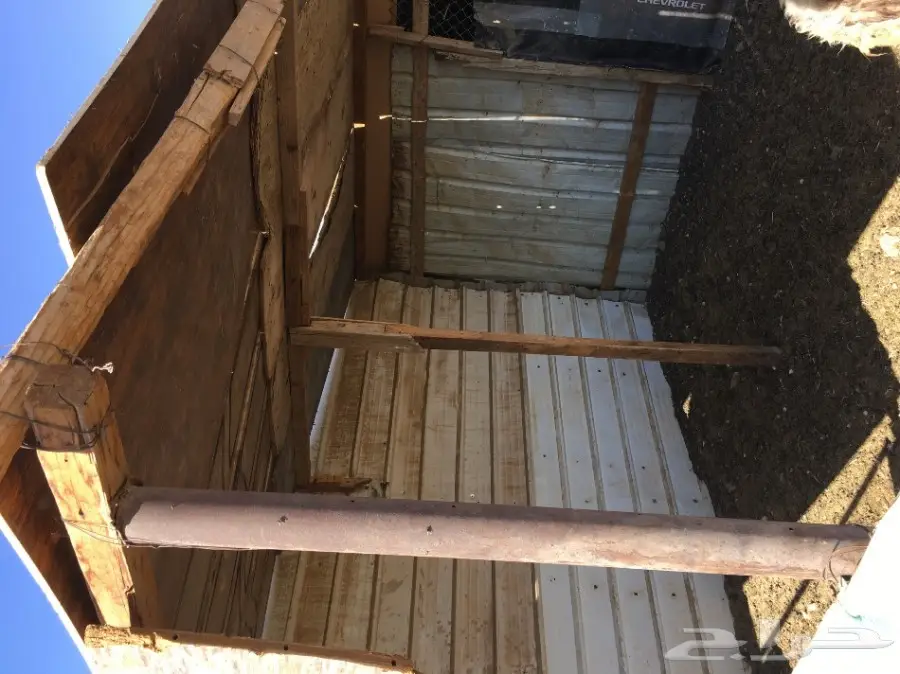 غنم مطافيل ومعزا مطافيل - فرصة لا تُفوّت! (image 78)