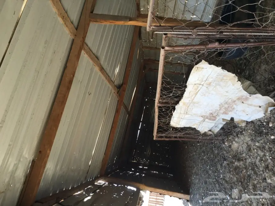 غنم مطافيل ومعزا مطافيل - فرصة لا تُفوّت! (image 81)