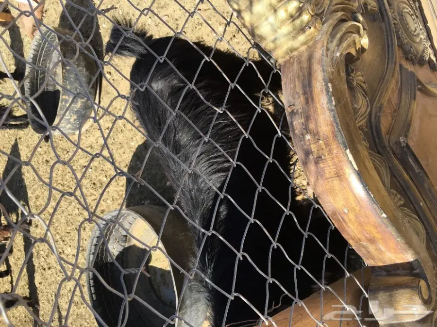 غنم مطافيل ومعزا مطافيل - فرصة لا تُفوّت! (image 91)