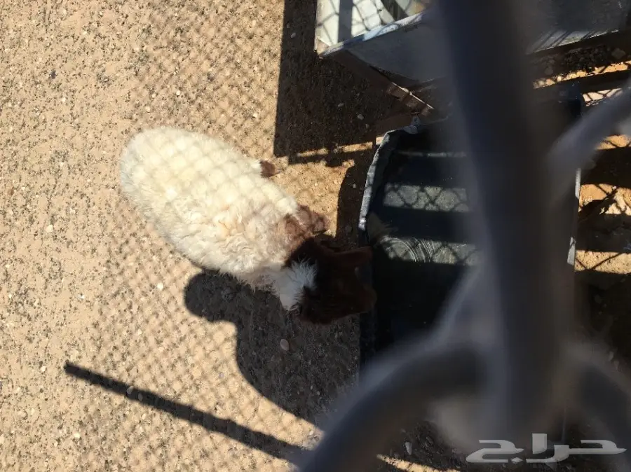 غنم مطافيل ومعزا مطافيل - فرصة لا تُفوّت! (image 92)