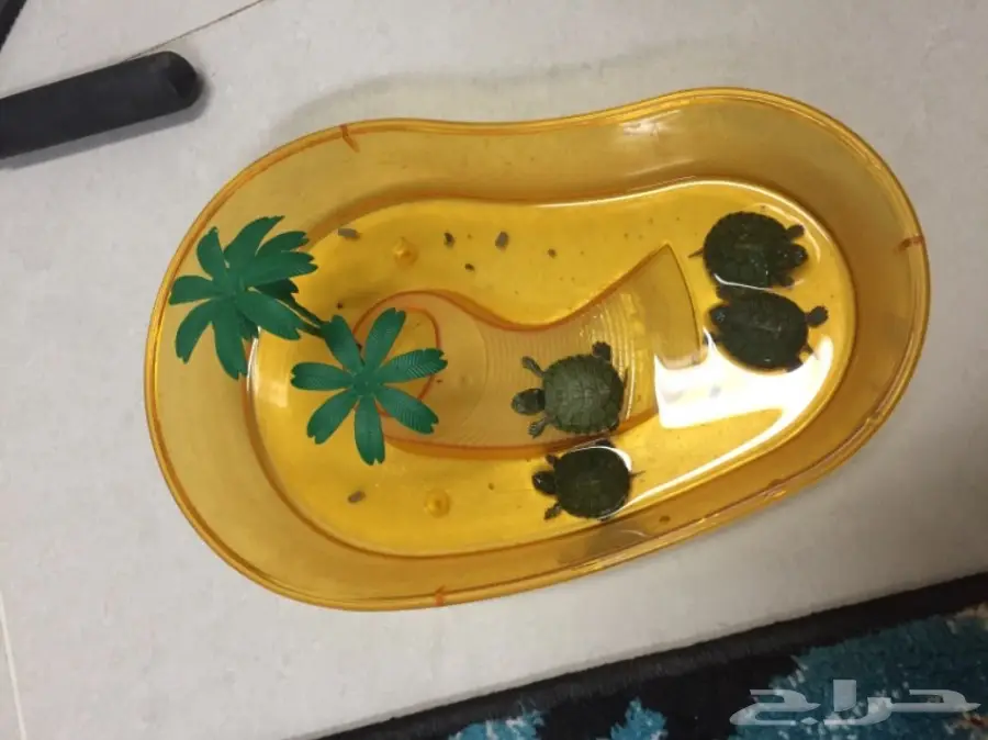 سلاحف للبيع