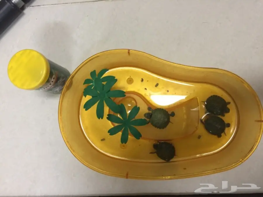 سلاحف للبيع (image 2)
