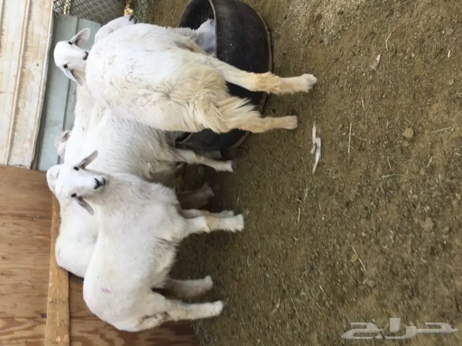 هرافى حريات مقفلات (image 1)