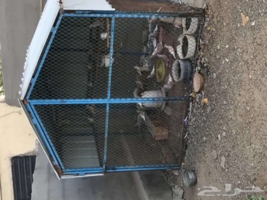 قمري هولندي للبيع