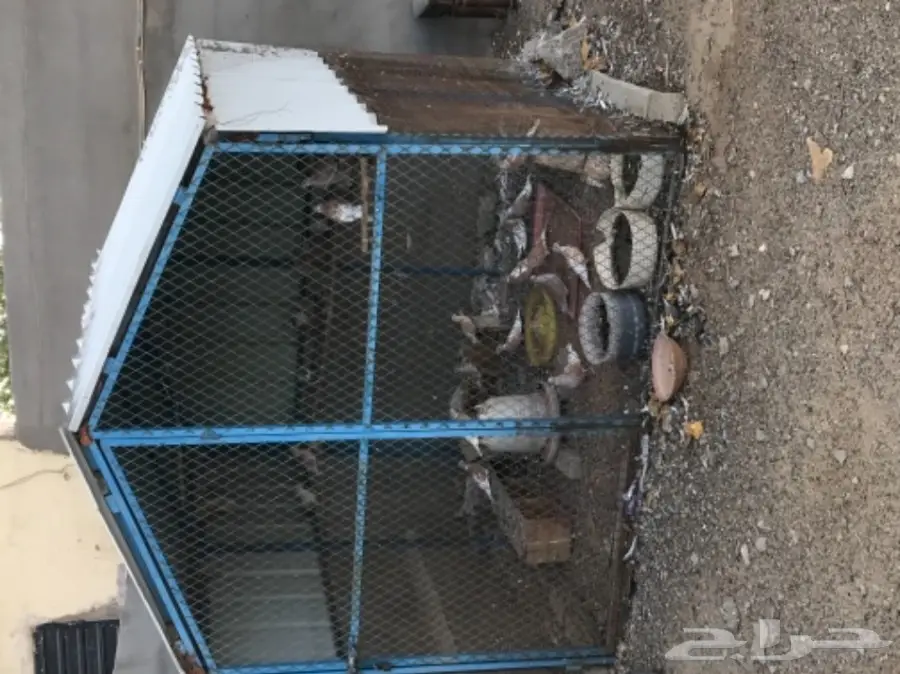 قمري هولندي للبيع (image 1)