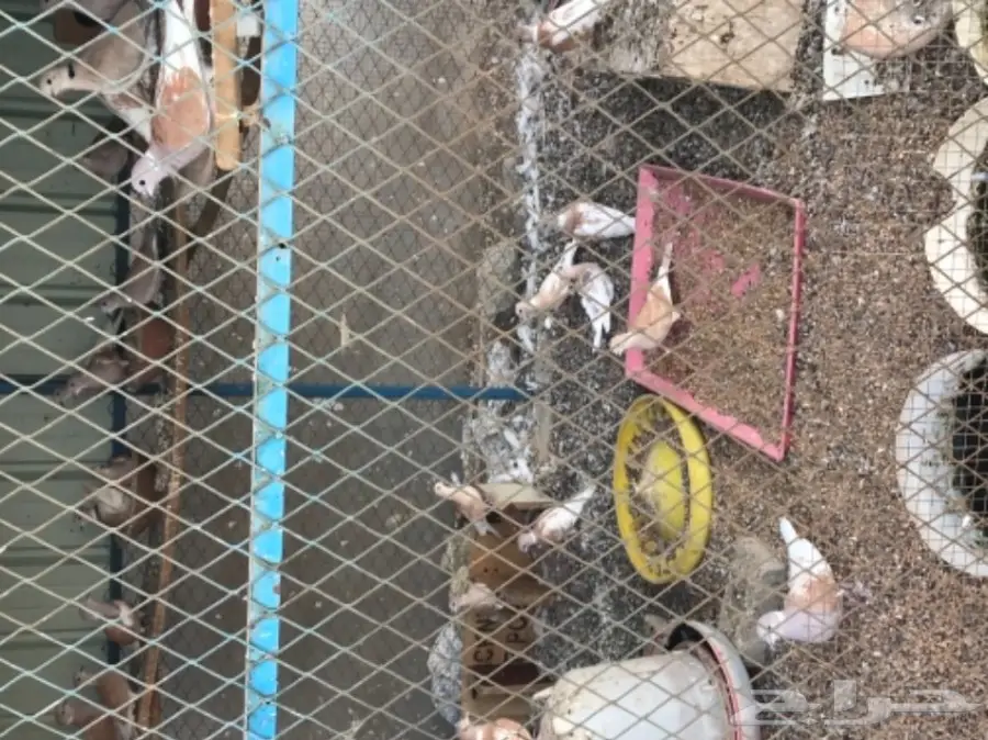 قمري هولندي للبيع (image 2)