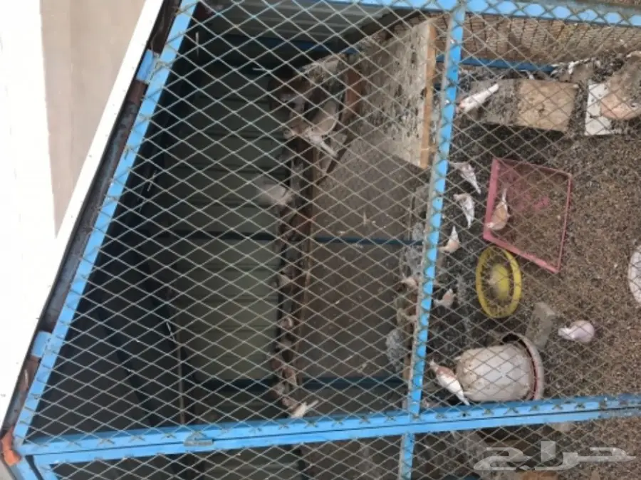 قمري هولندي للبيع (image 3)