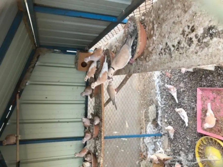 قمري هولندي للبيع (image 4)