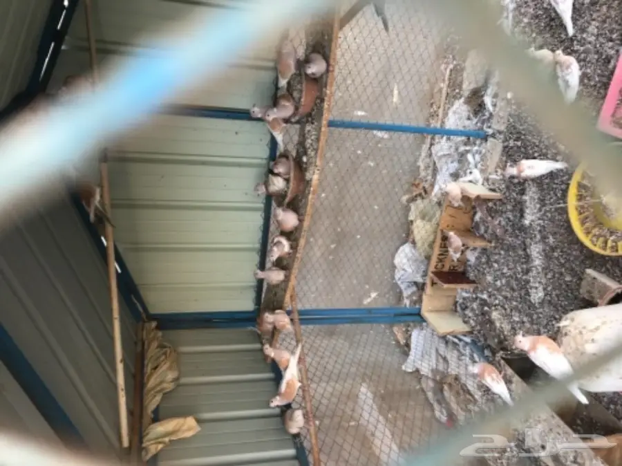 قمري هولندي للبيع (image 5)