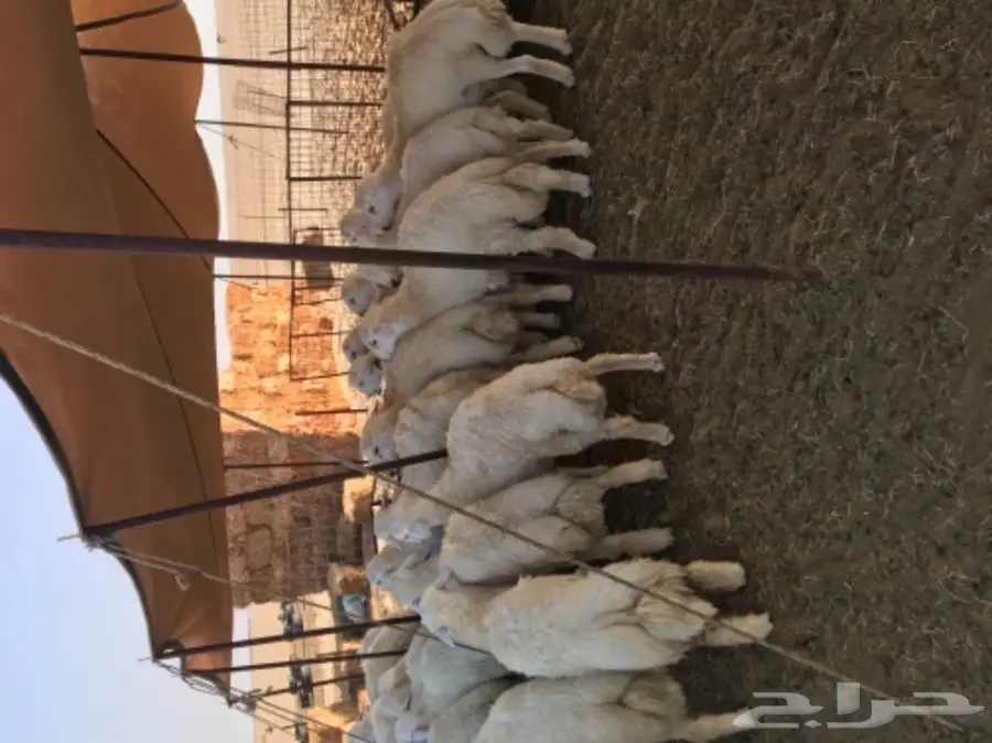 طليان حريات للبيع