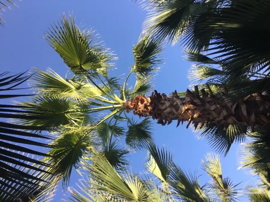 نخيل للبيع  (image 2)