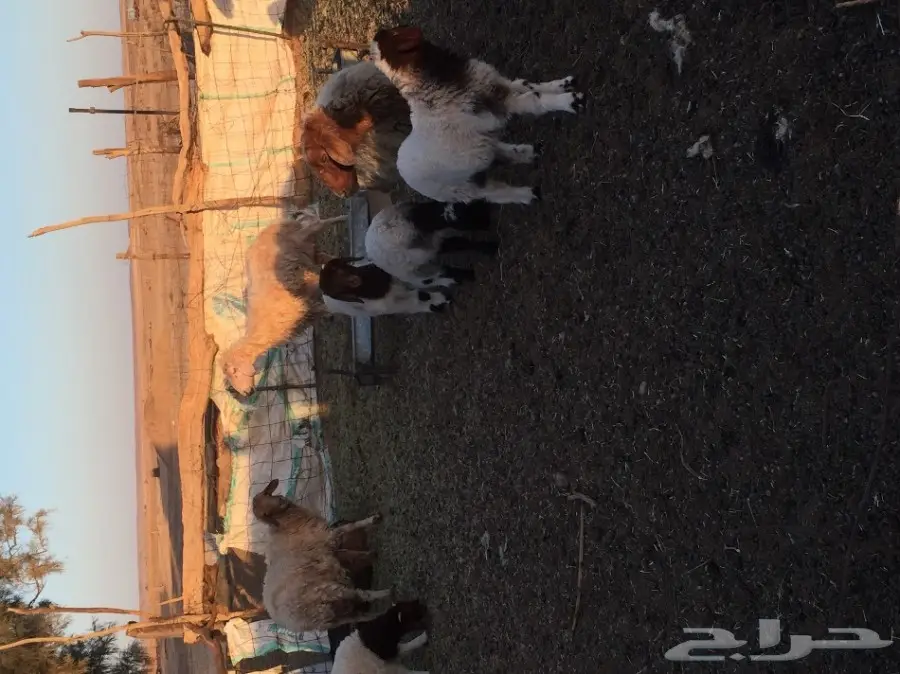 شياه ممتازة للبيع - بقعاء (image 2)