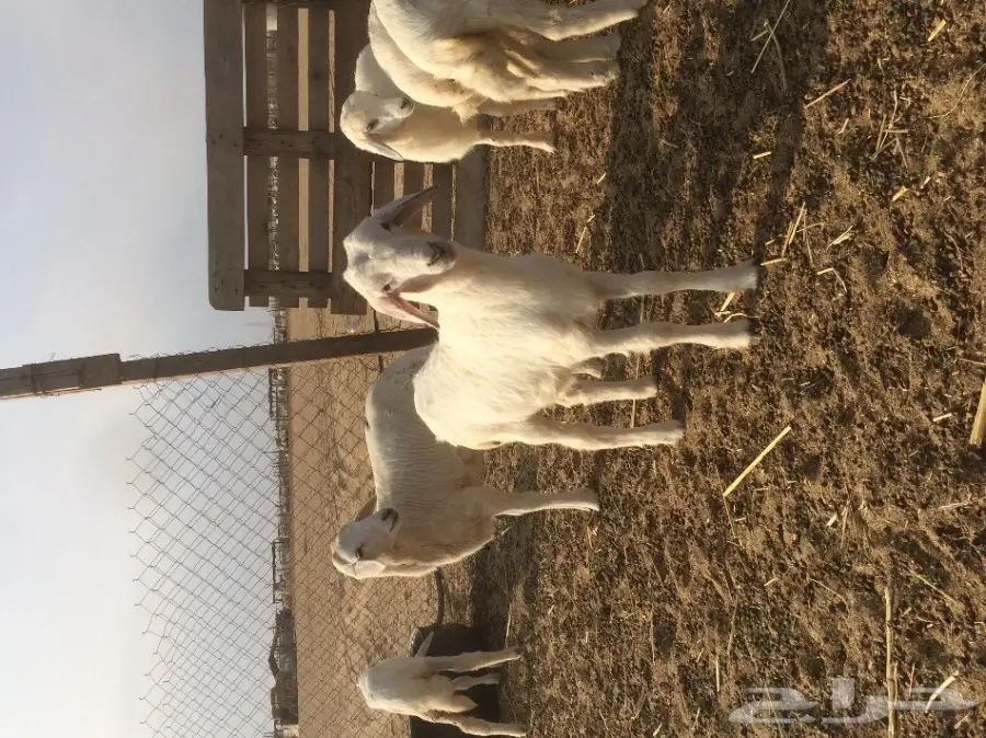 بهم لبني لبيع الحد 270 (image 1)