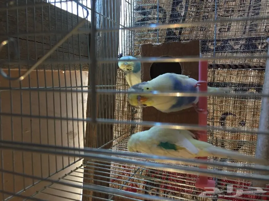 عصافير الحب 