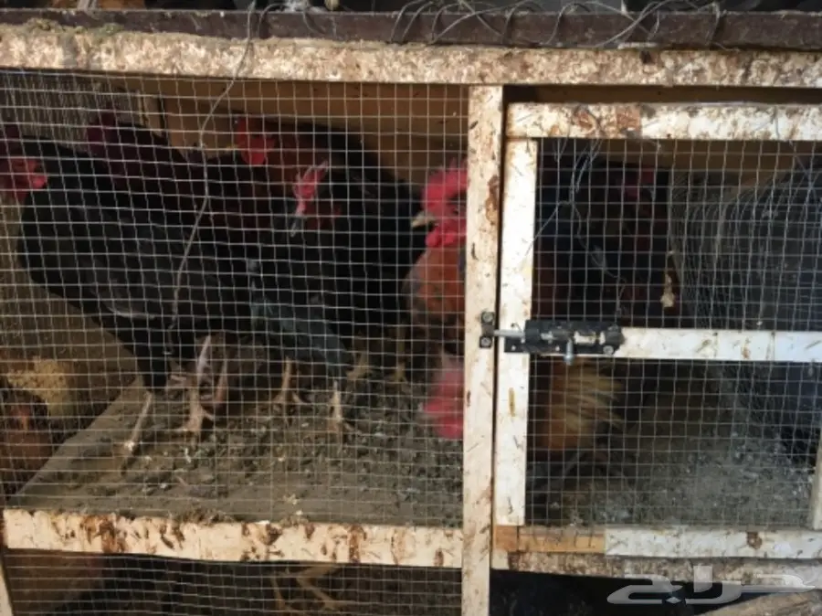 للبيع ديكه بلدي 