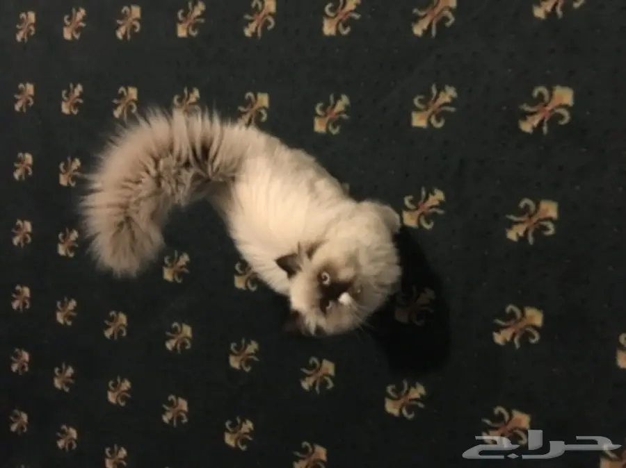 همالايا 4 شهور  ذكر  ب500 ريال للواحد