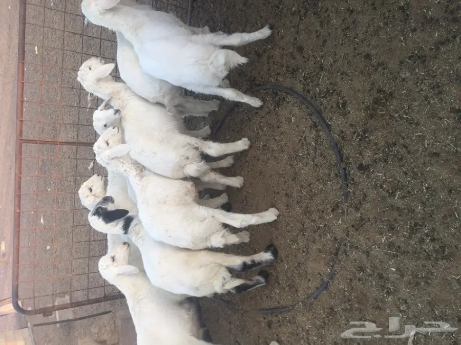 طليان حبص للبيع (image 3)