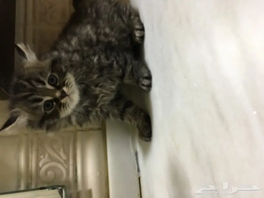 قطة للبيع (image 3)