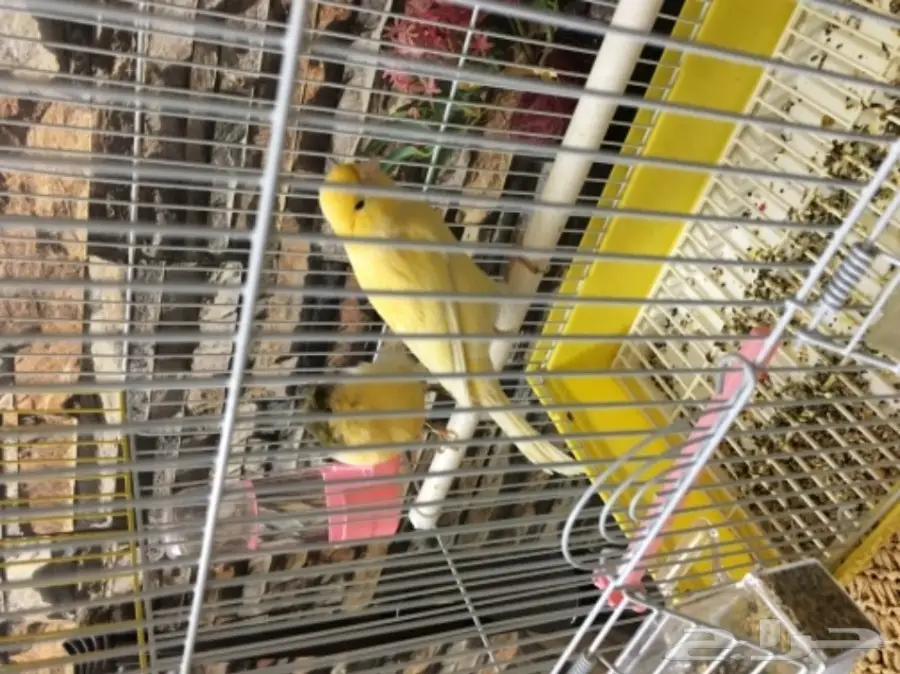 جوز كناري (image 1)