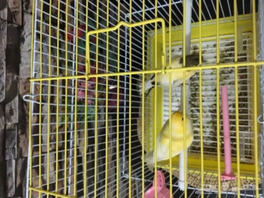 جوز كناري (image 4)