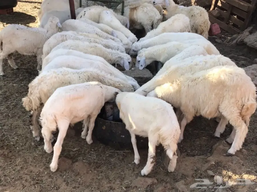 بهم حري للبيع (image 3)