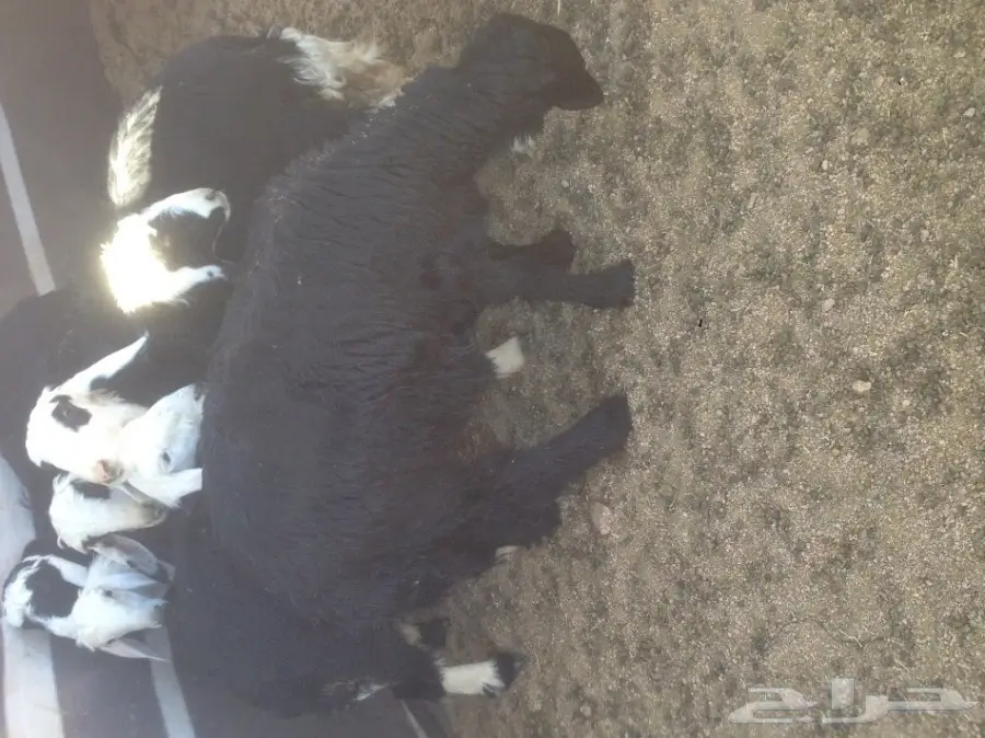 خرفان ورخال للبيع الموقع شرما  (image 1)