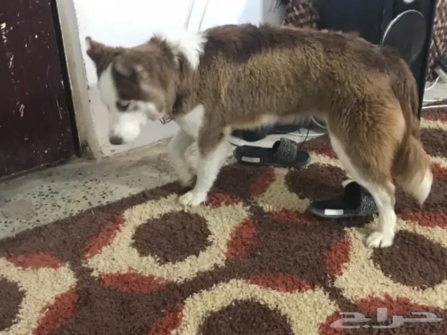 إناث اسكا ملقحة ومدربة طاعة - عمر سنة!