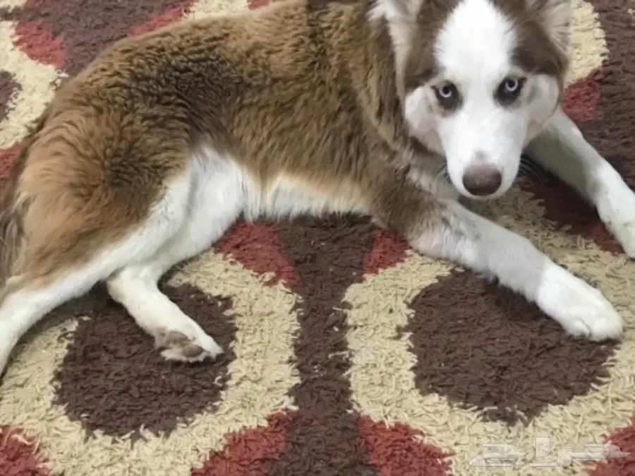 إناث اسكا ملقحة ومدربة طاعة - عمر سنة! (image 1)