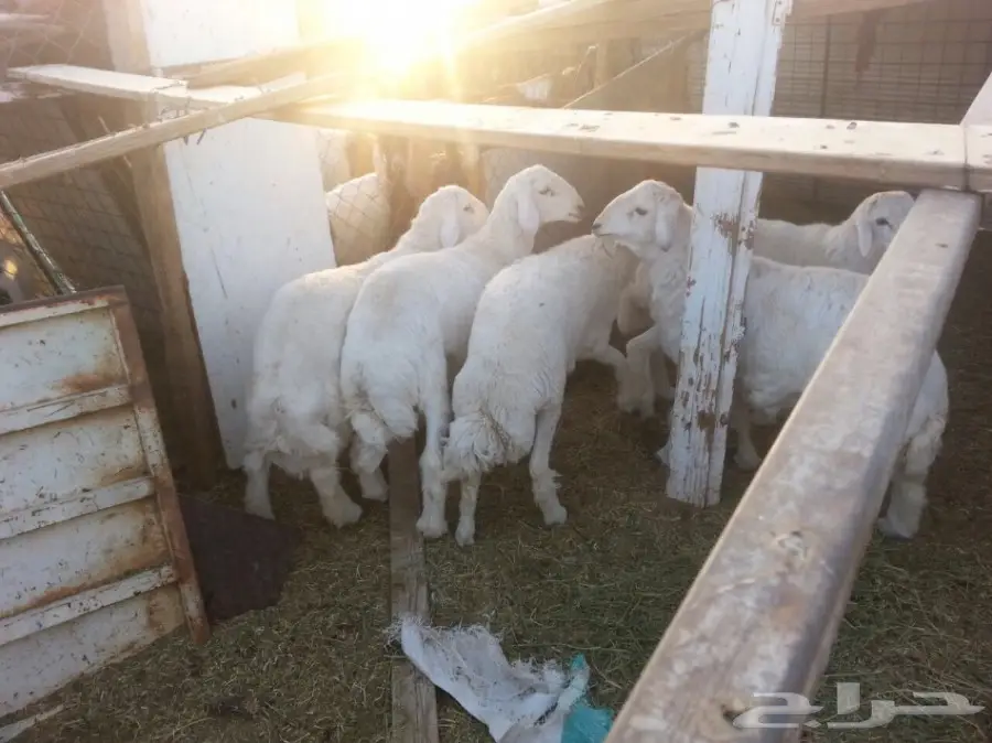 5خرفان سمان حريات العمر بين8-10