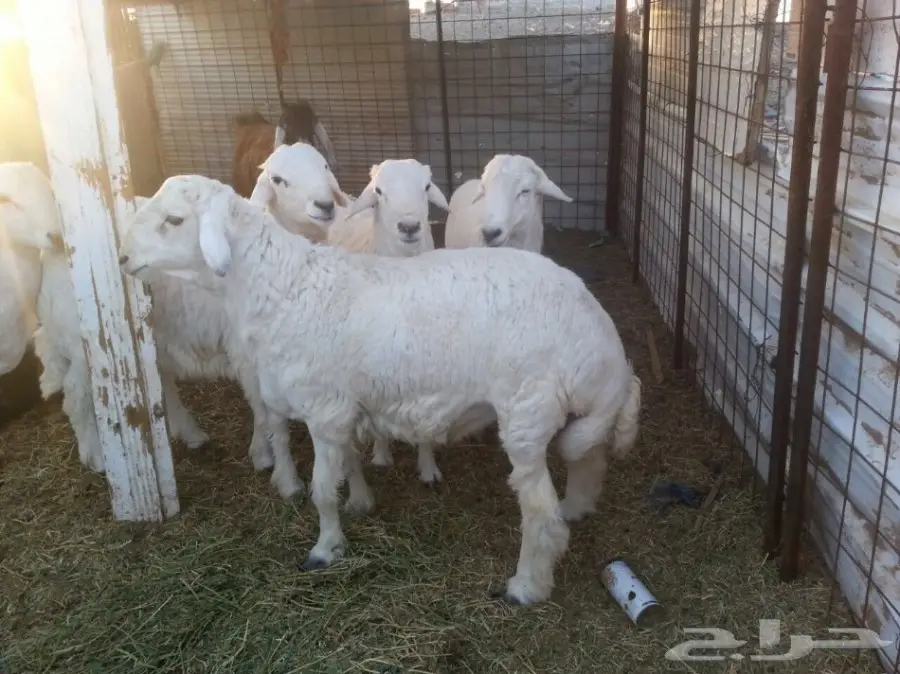 5خرفان سمان حريات العمر بين8-10 (image 1)