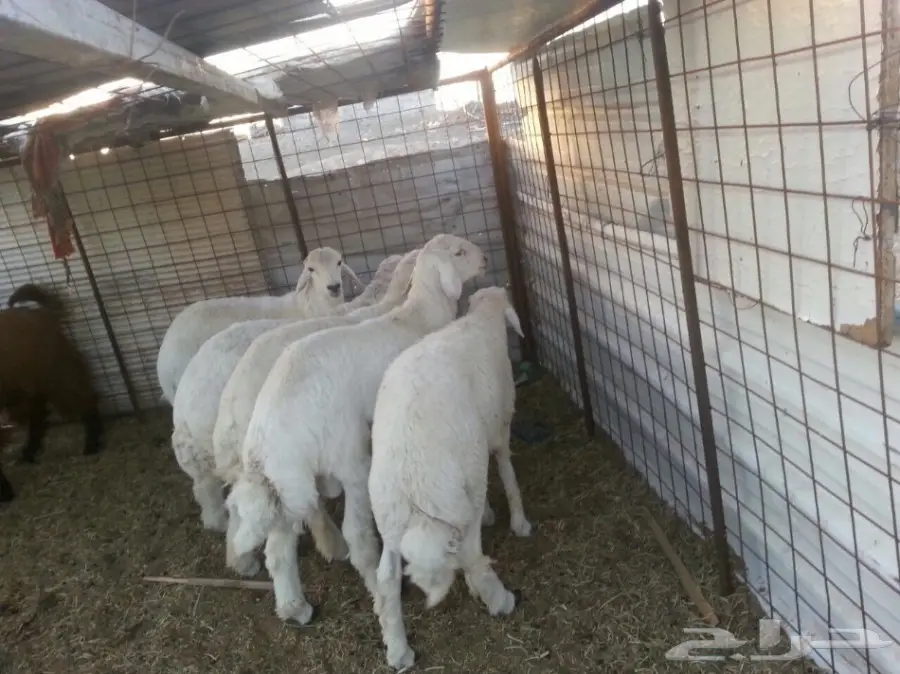 5خرفان سمان حريات العمر بين8-10 (image 2)