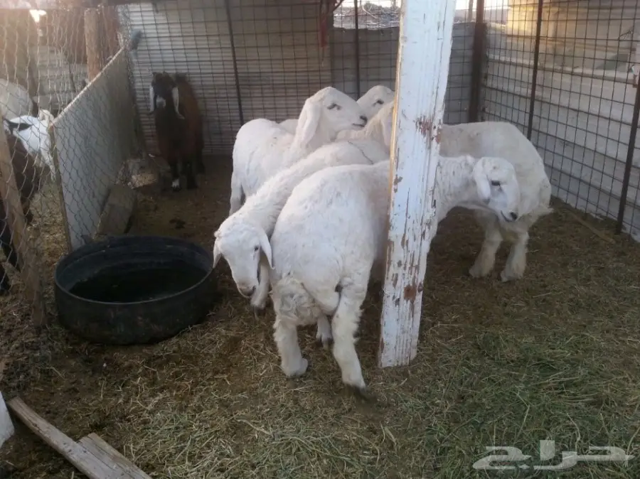 5خرفان سمان حريات العمر بين8-10 (image 3)