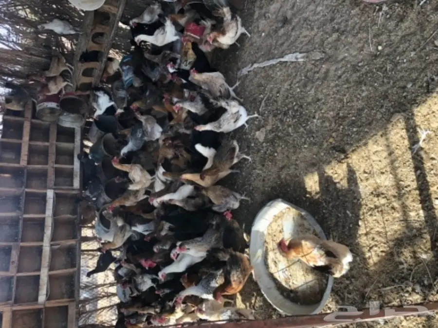 دجاج لحم طازج - كميات كبيرة!