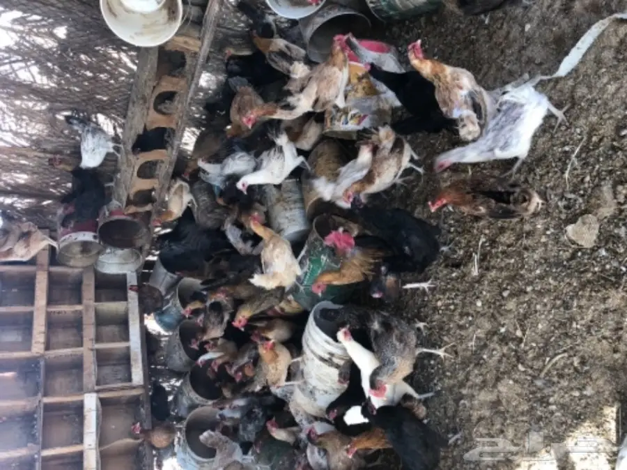 دجاج لحم طازج - كميات كبيرة! (image 1)