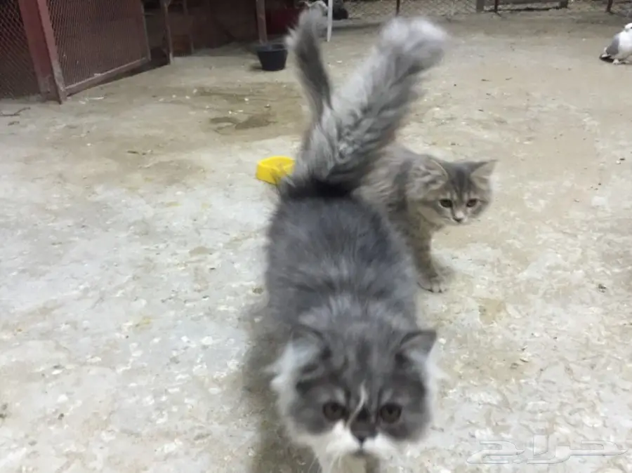 قطه ذكر وانثى للبيع  (image 2)