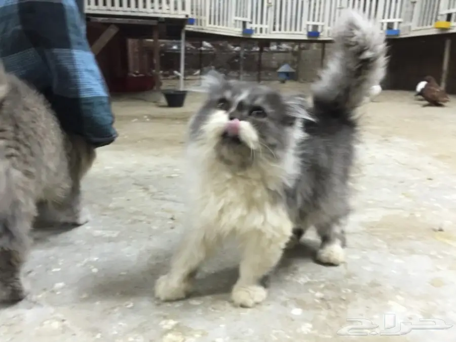 قطه ذكر وانثى للبيع  (image 3)