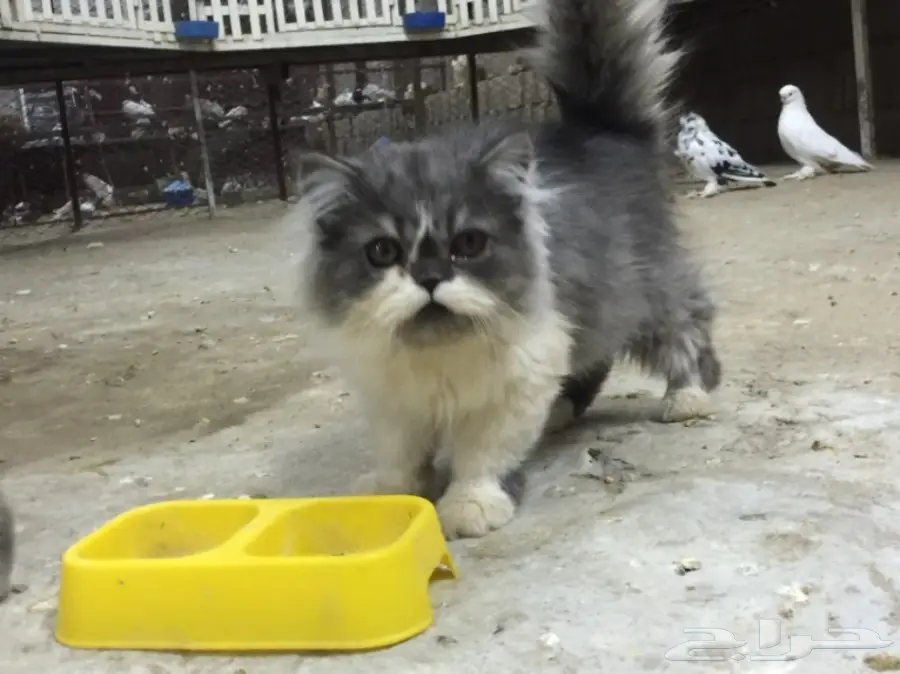 قطه ذكر وانثى للبيع  (image 4)