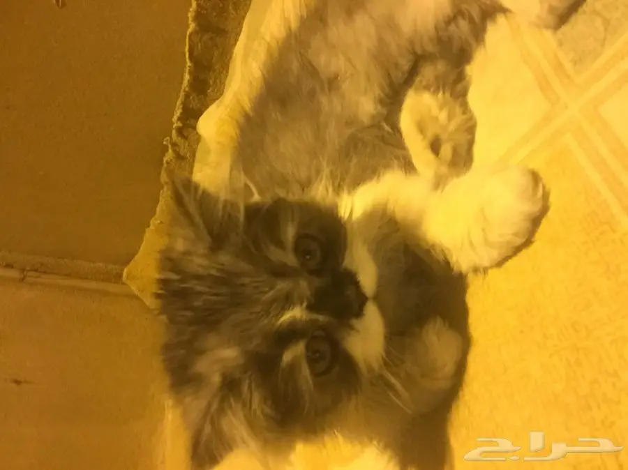 قطه ذكر وانثى للبيع  (image 5)