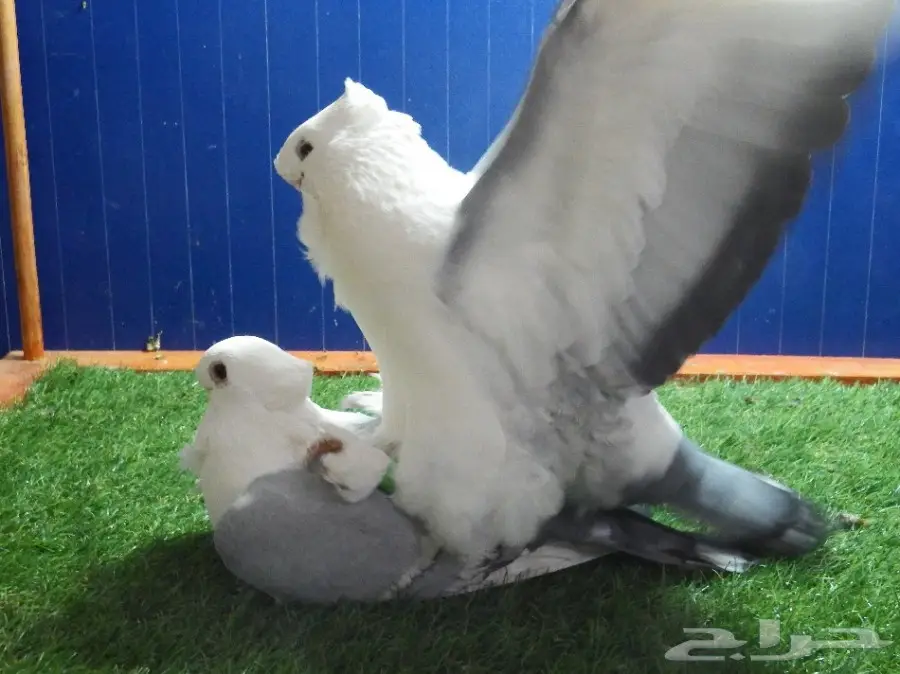 زوج ستنايت أزرق فاخر جدا منتج top (image 6)