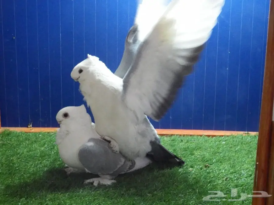 زوج ستنايت أزرق فاخر جدا منتج top (image 7)