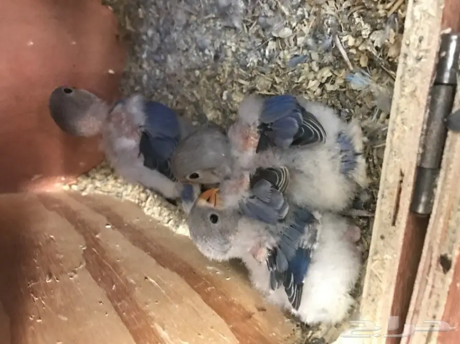 فروخ روز (image 1)