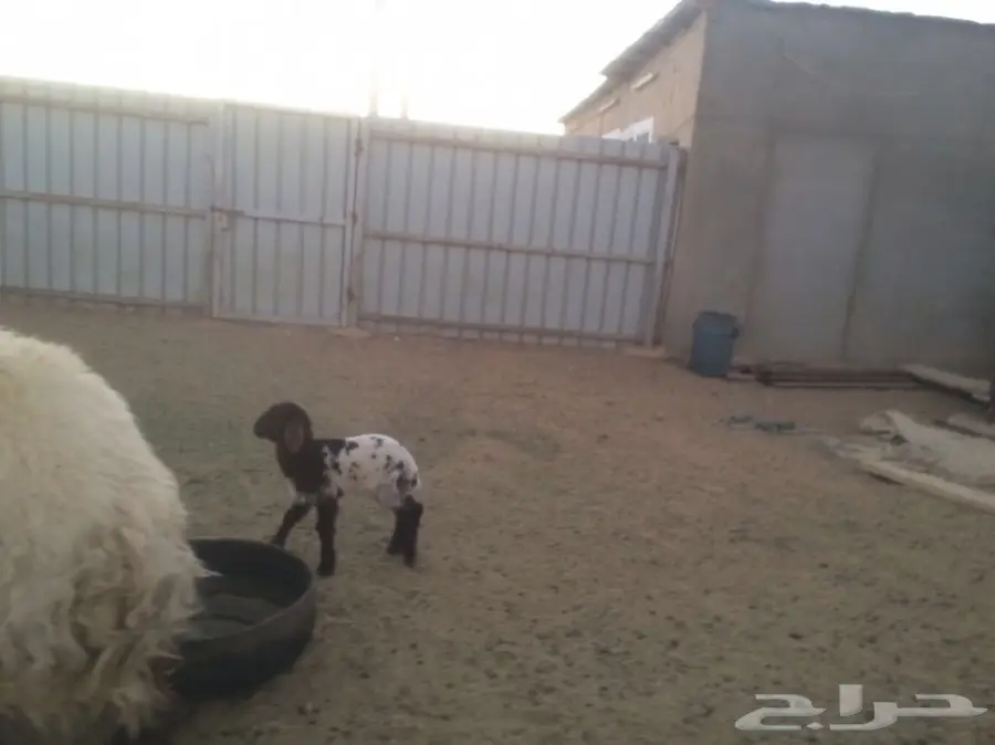 للبيع داغوره رخل انعيمي