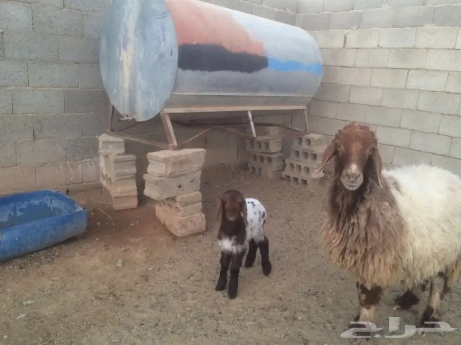 للبيع داغوره رخل انعيمي (image 1)